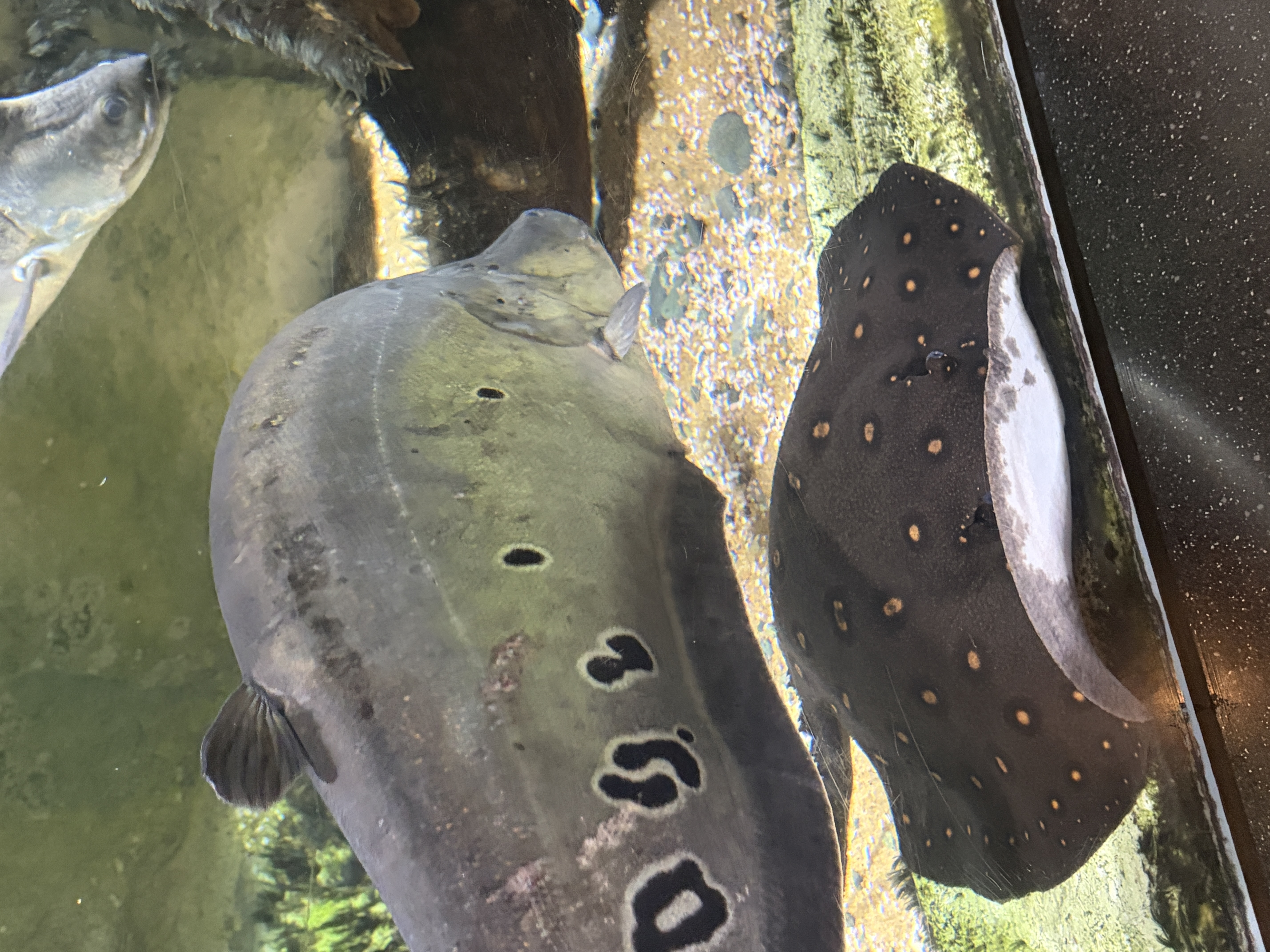 Big broad fish with weird shape